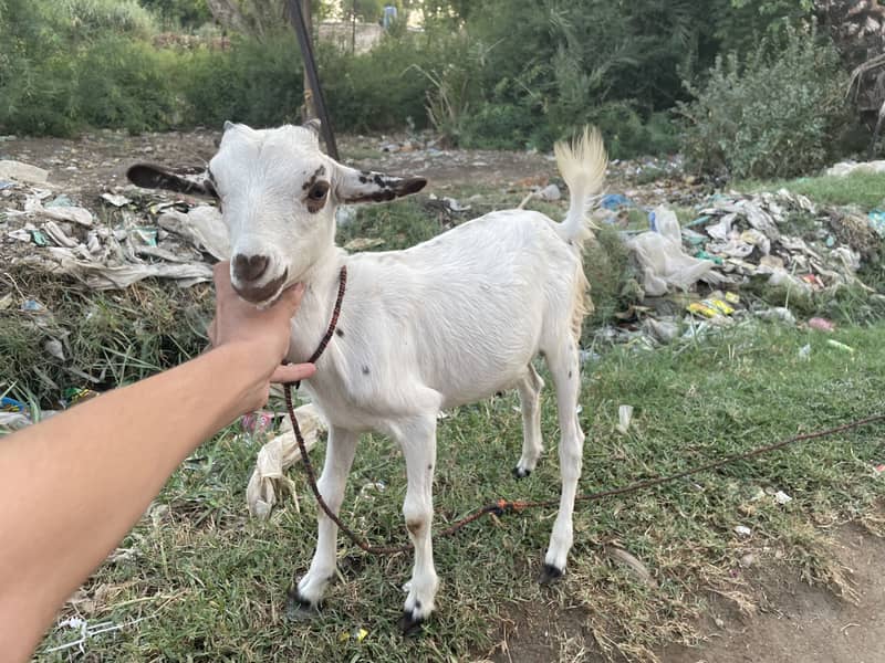 Tedi bakra 5