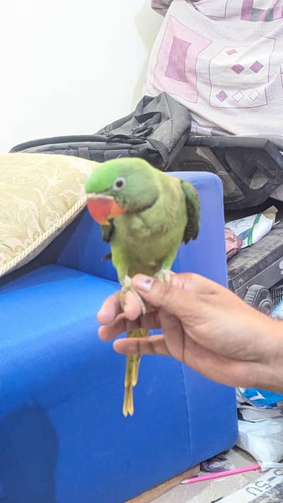 Pahari Parrot Raw Parrot Green Parrot Handtame Male For Sale