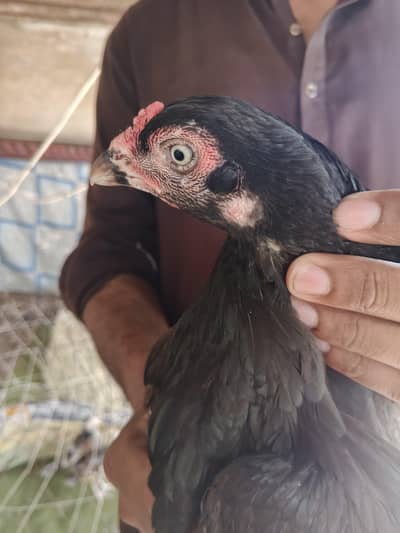 AseeL home breed female
