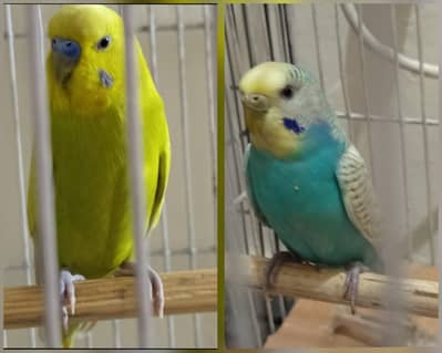 ready to breed pair high class pair contact 03705497726