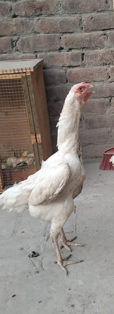 White shamo female