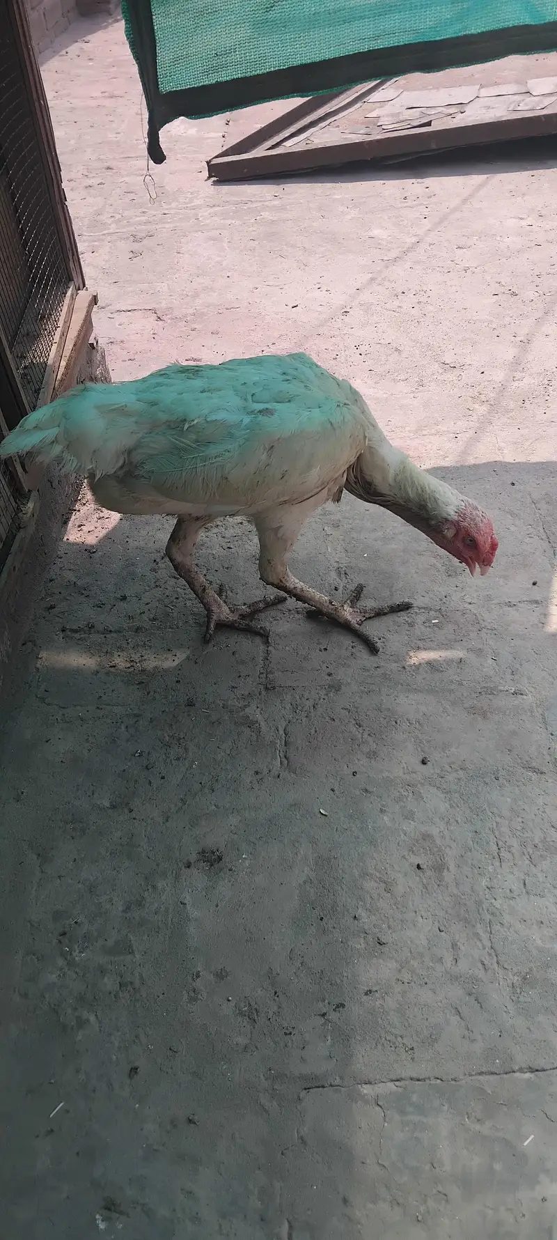 White shamo female — photo 3
