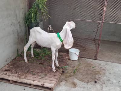 gulabi kajla male