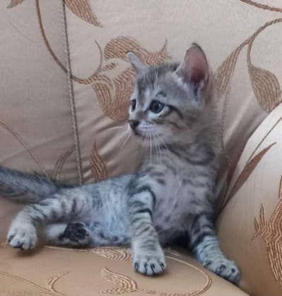 Persian female kittens for sale