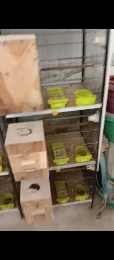 urgent sale cage