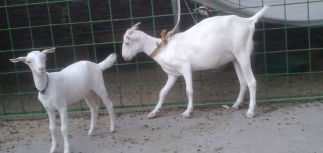 barbari gulabi goat