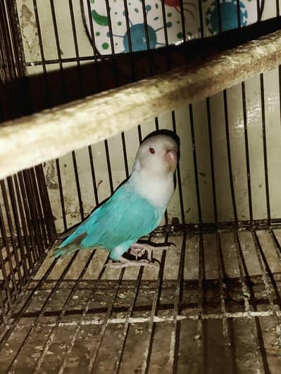 Lovebird read add