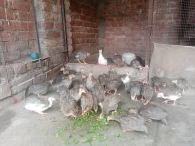 China hen Guinea fowl tetri chicks Available