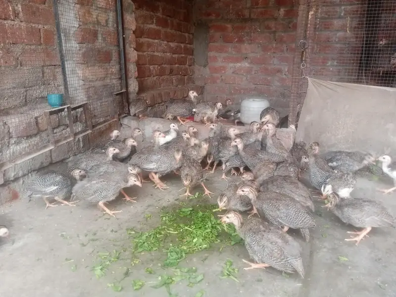 China hen Guinea fowl tetri chicks Available — photo 2