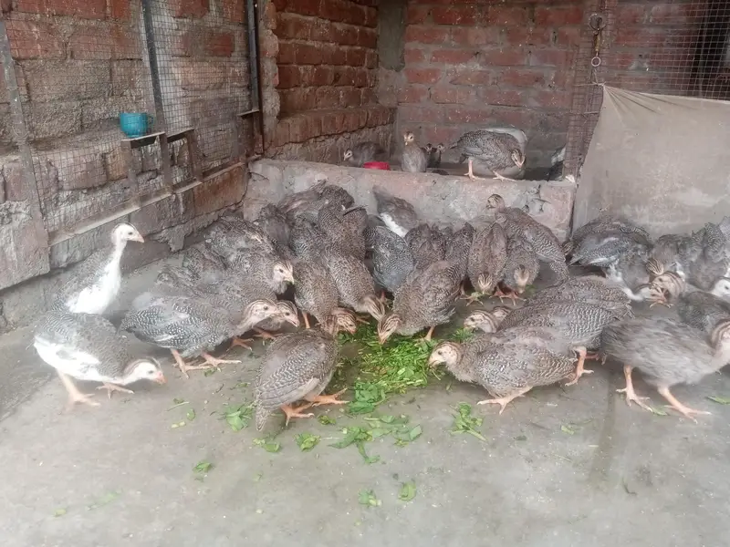 China hen Guinea fowl tetri chicks Available — photo 3
