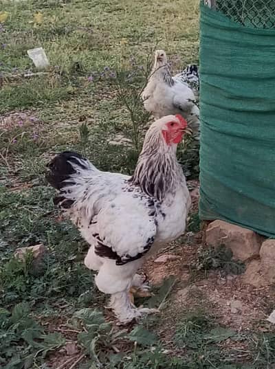 Light Columbian Brahma