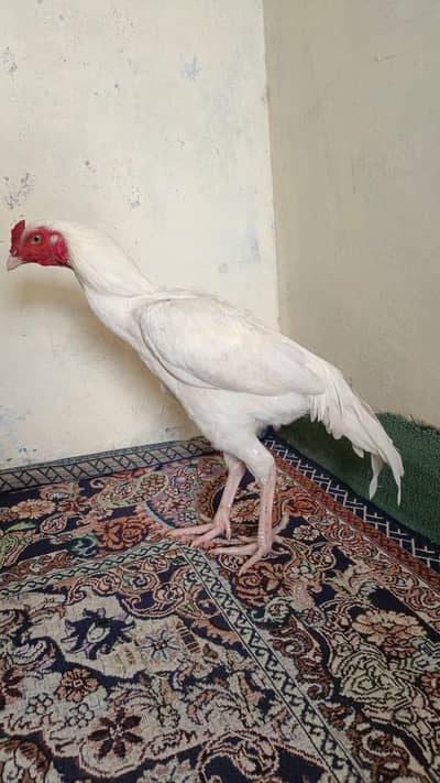 white aseel