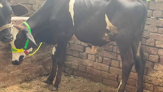 2027 ke karbane  WhatsApp nebar 03273960566