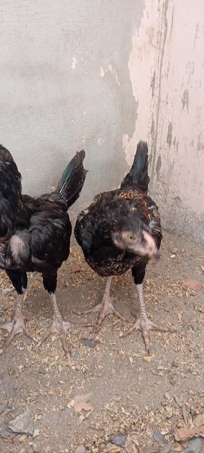 Aseel Saleta Chicks