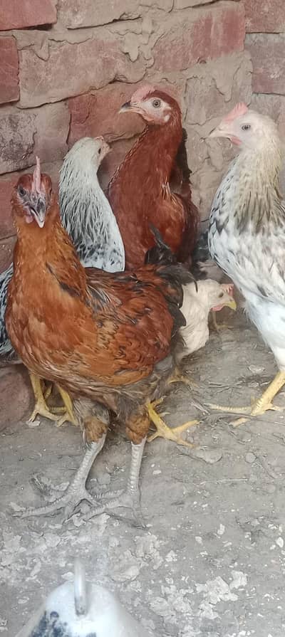 aseel murga age 6month with 3 aseel chicken age 2.5