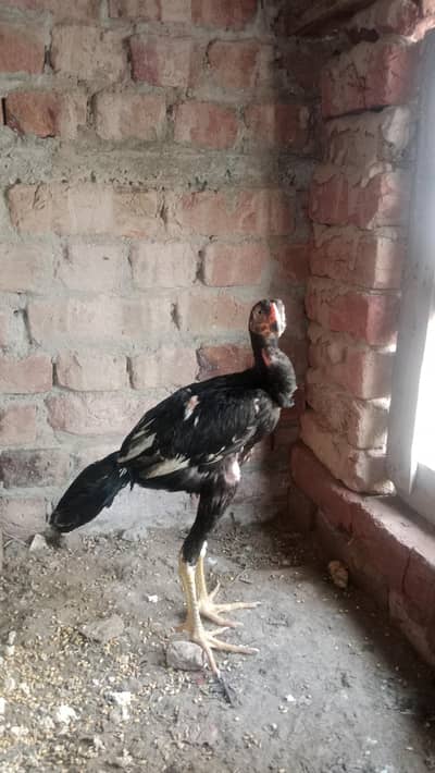 aseel kalanag murga age 6 month with 3 aseel kalanag  chicken age 2.5