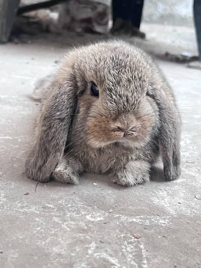 Holland Loop Rabbit | Male