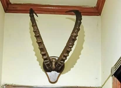 Vintage Himalayan Ibex Horns Wall Mount - 38 Inches (Hunza)