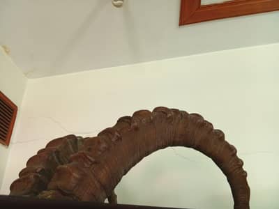 Vintage Himalayan Ibex Horns Wall Mount - 38 Inches (Hunza)