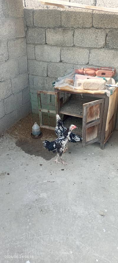 fancy hens pair