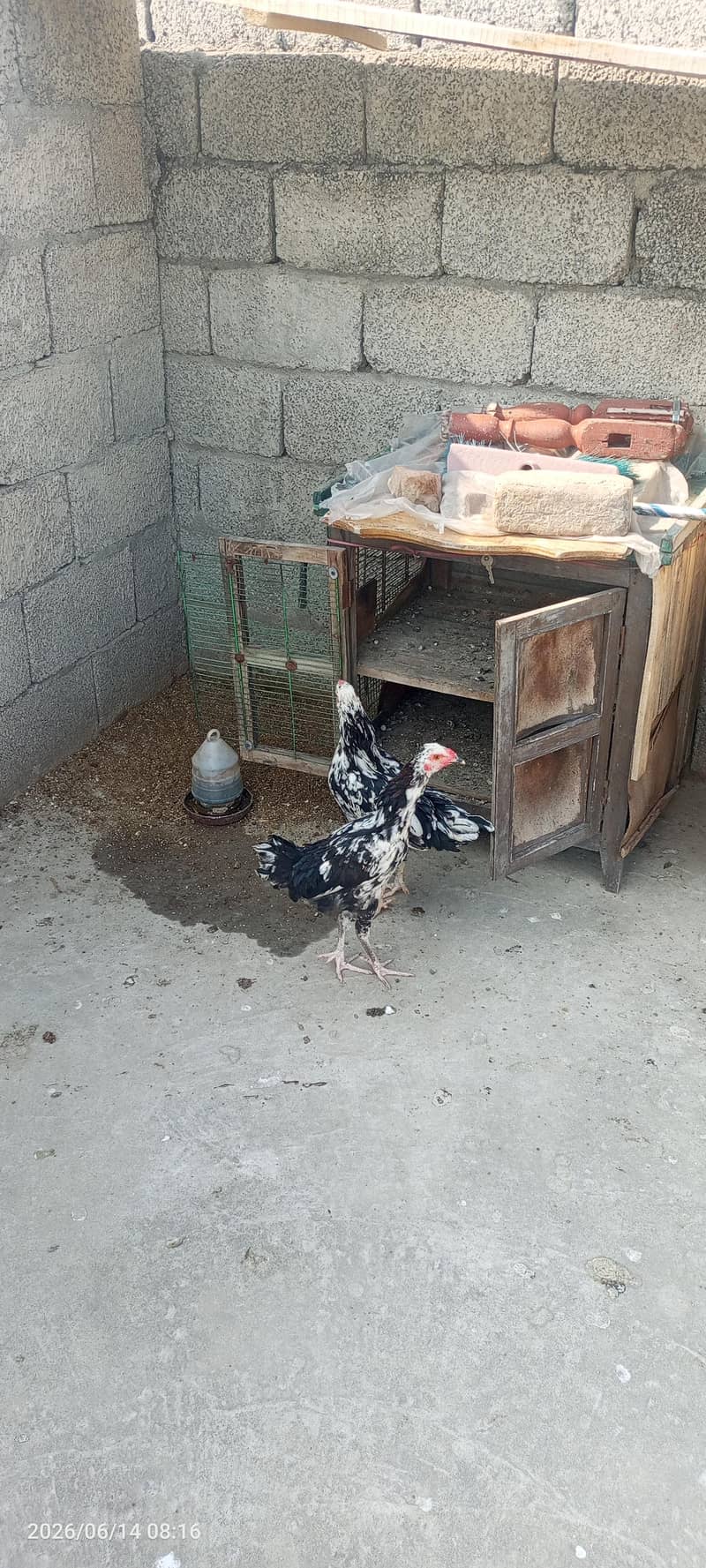 fancy hens pair 0