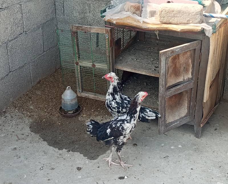 fancy hens pair 1