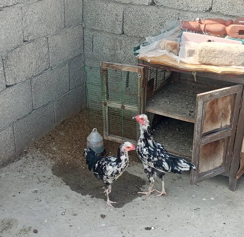 fancy hens pair 2