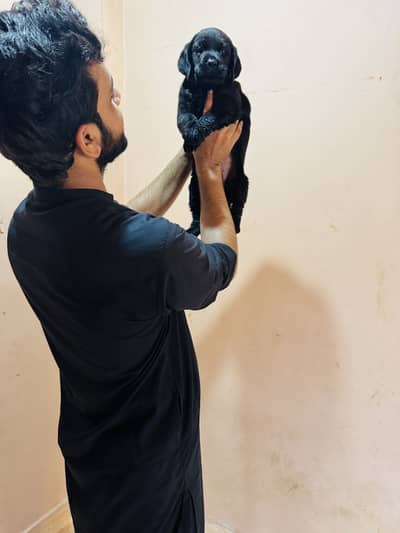 Labrador Female Puppy