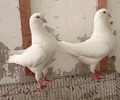 White king fancy pigeons breeder pair for sale