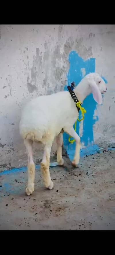 male dumba
