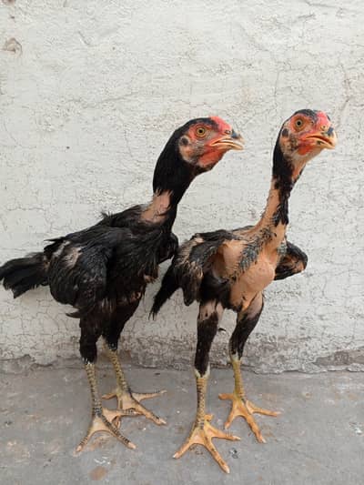 Aseel Chicks Complete Setup
