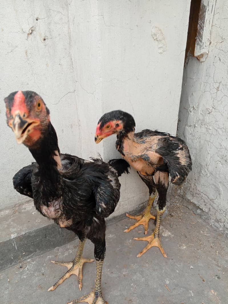 Aseel Chicks Complete Setup 1