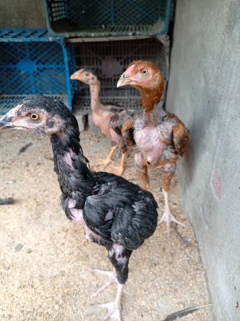 Aseel Chicks Complete Setup 2