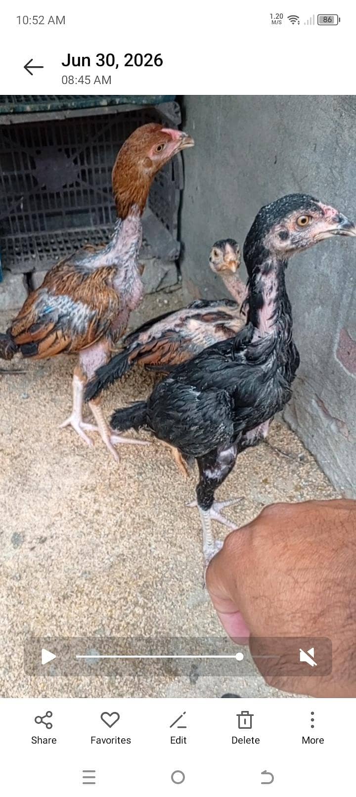Aseel Chicks Complete Setup 3