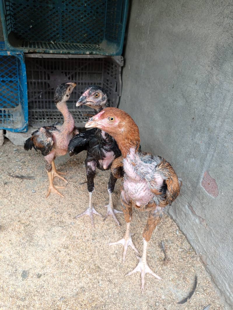 Aseel Chicks Complete Setup 4