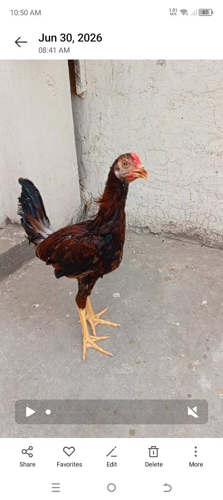 Aseel Chicks Complete Setup 5