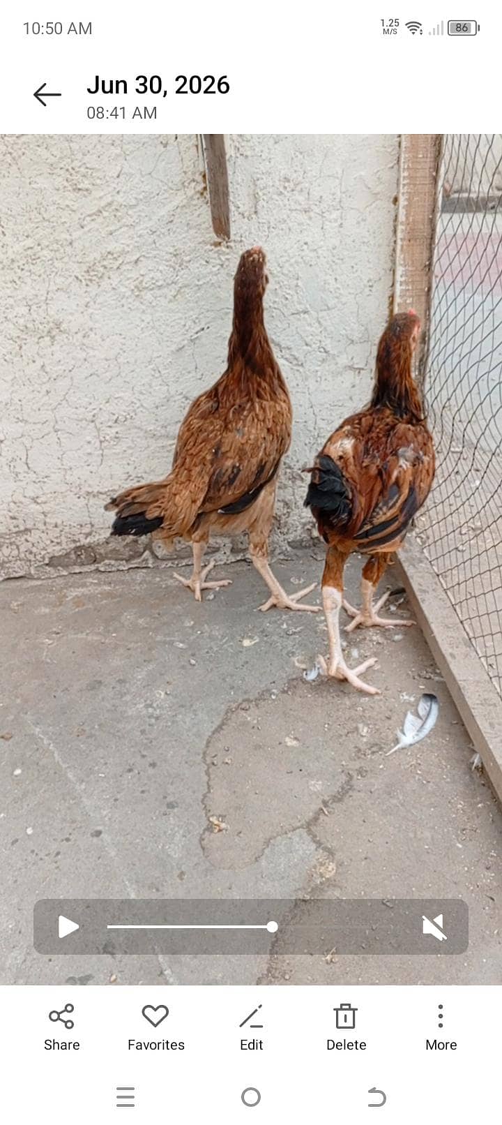 Aseel Chicks Complete Setup 6