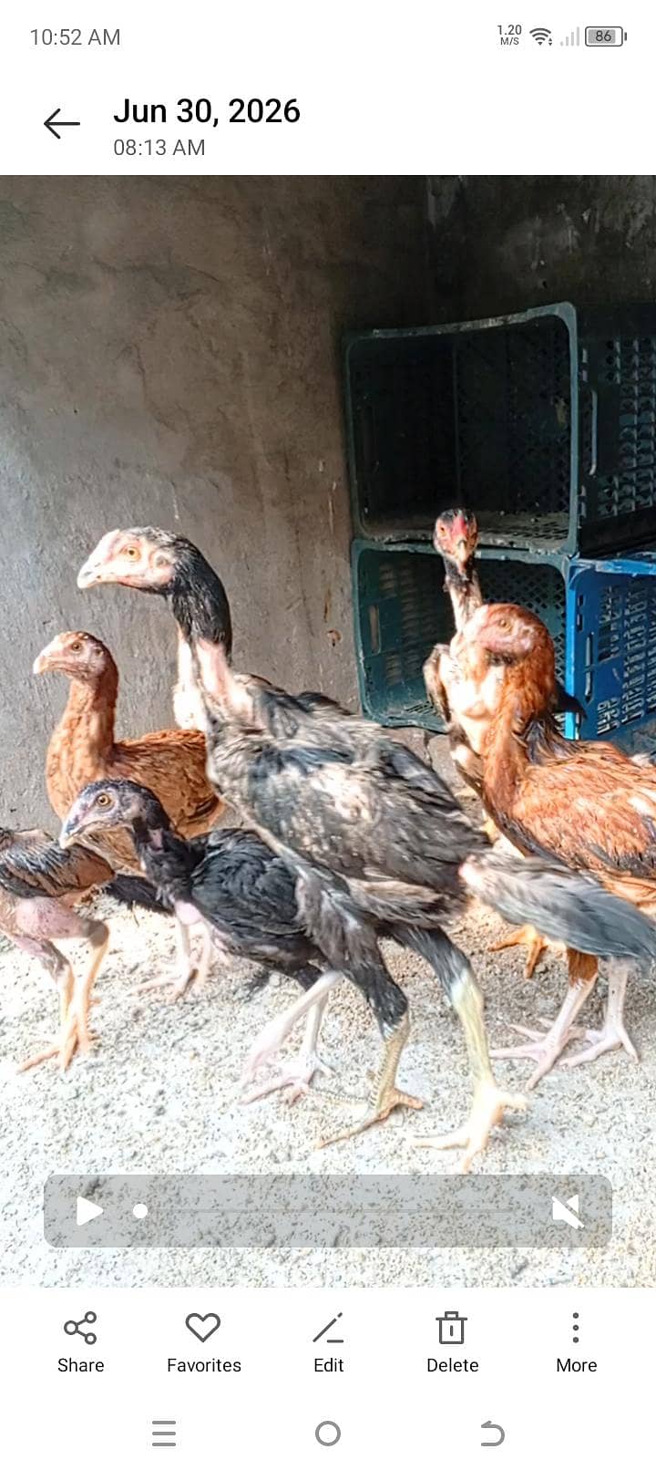 Aseel Chicks Complete Setup 7