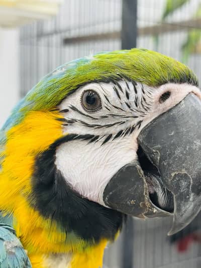 Blue and gold female