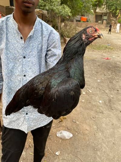 aseel lasani murgi for sale