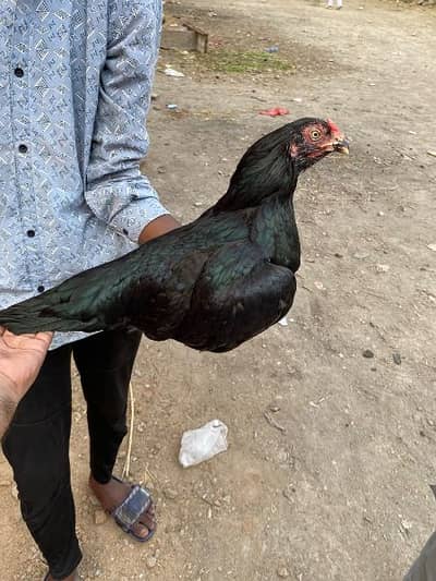 aseel lasani murgi for sale