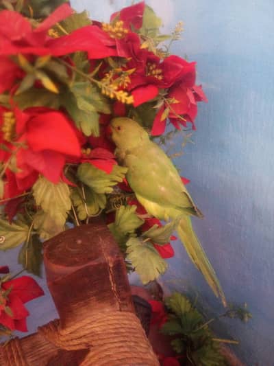 urgent sale for Parrot