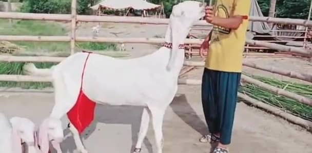 Desi Bakri 2 bachoon ke Sath for sale call on  0328,8110750