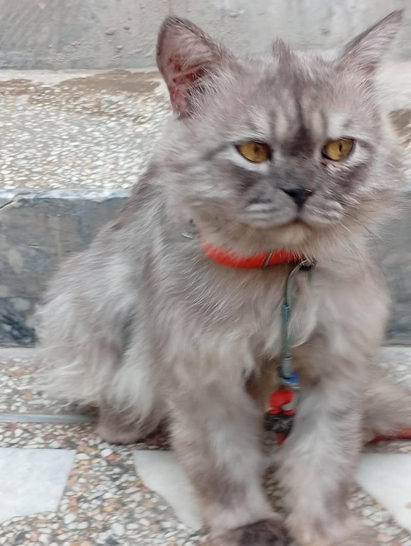 black cat 1