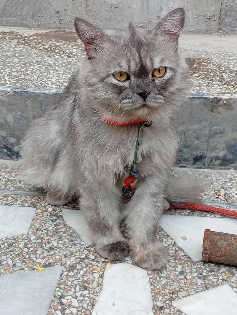 black cat 2