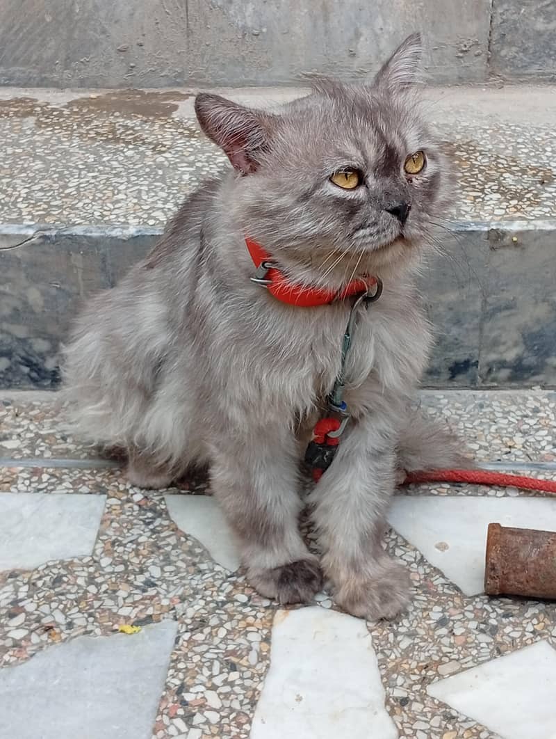 black cat 3
