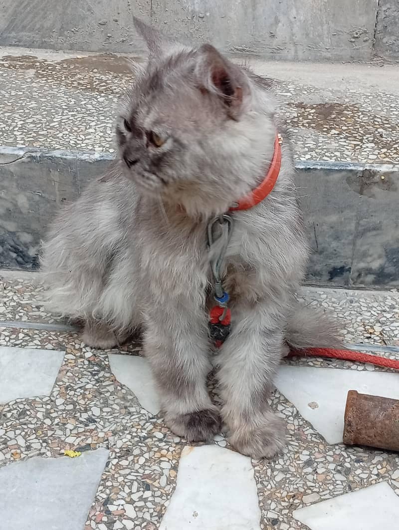 black cat 4