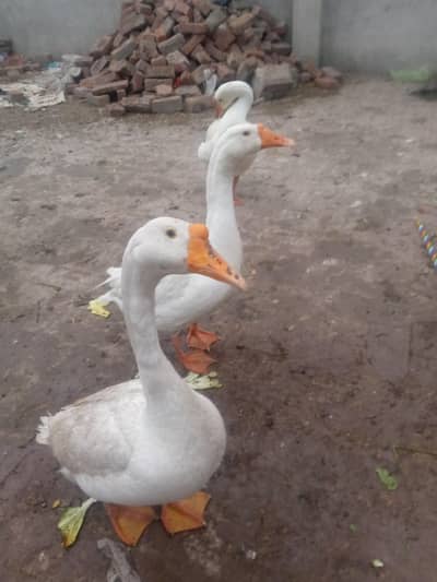 full size white ducks
