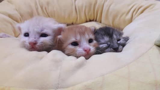 Mix bread , Double  coated cats