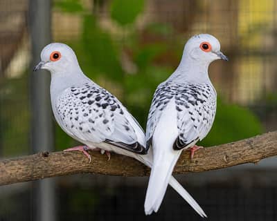 Diamond pied dove breeder pair